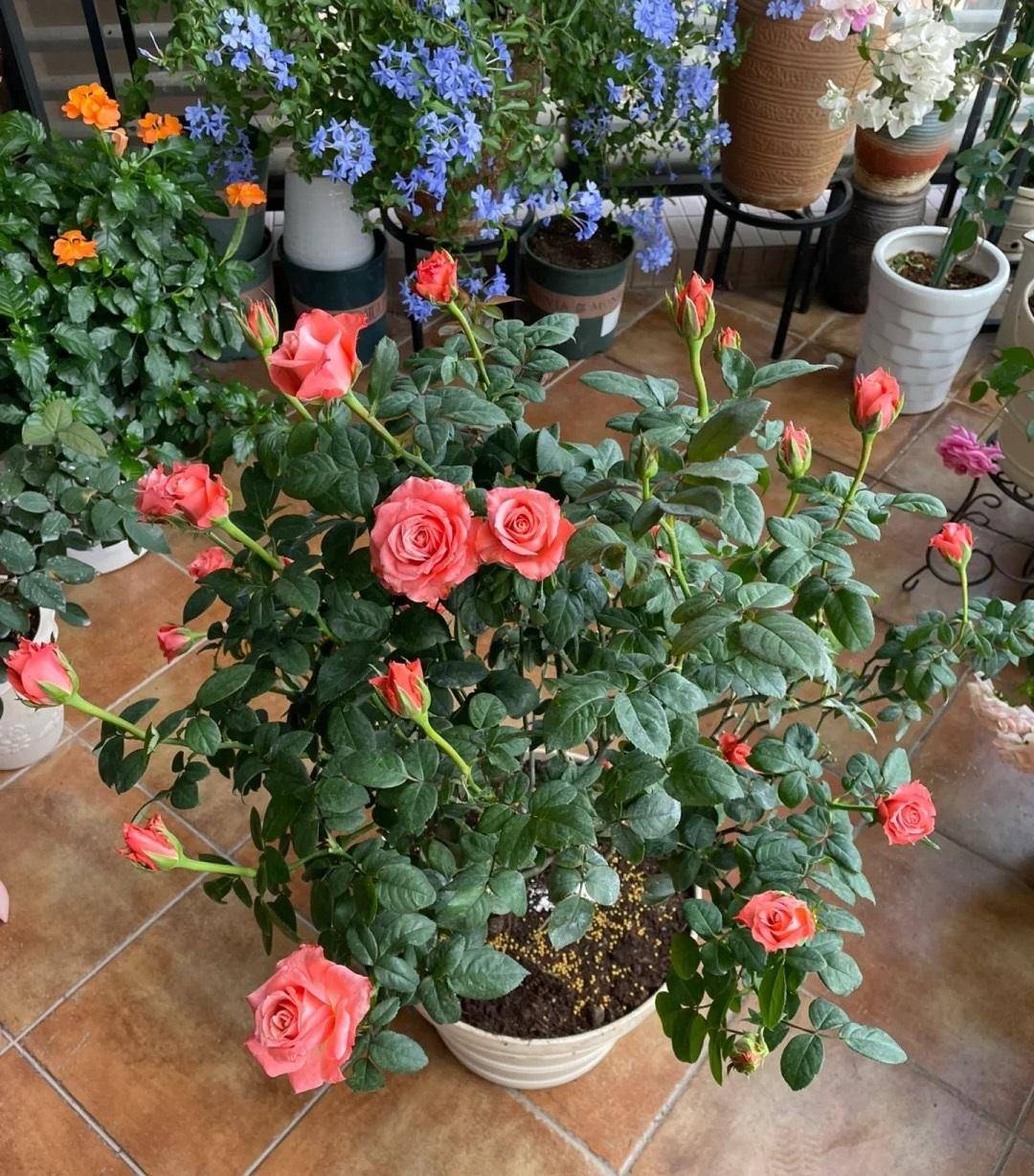 月季有个品种,叫"戴安娜",花径13厘米,又大又美,多季节开花_花朵_阳台