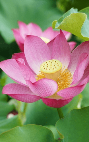 8月上旬开始，吉星照耀，4属相财运亨通，事业顺利，生活顺风顺水