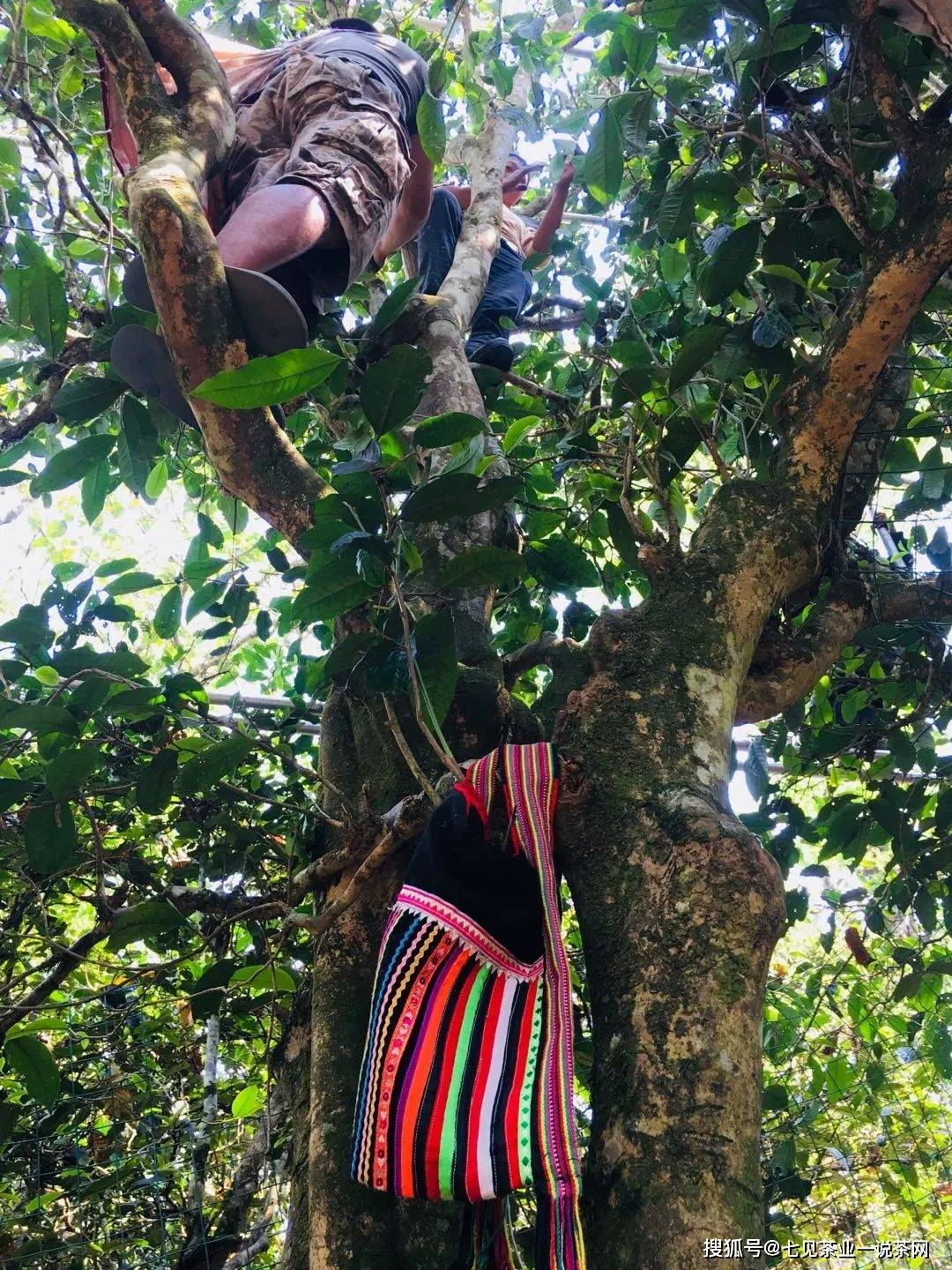 新品丨七见2022年那卡古树龙珠,高香甜醇兰蜜韵,勐宋茶中的明珠_茶树