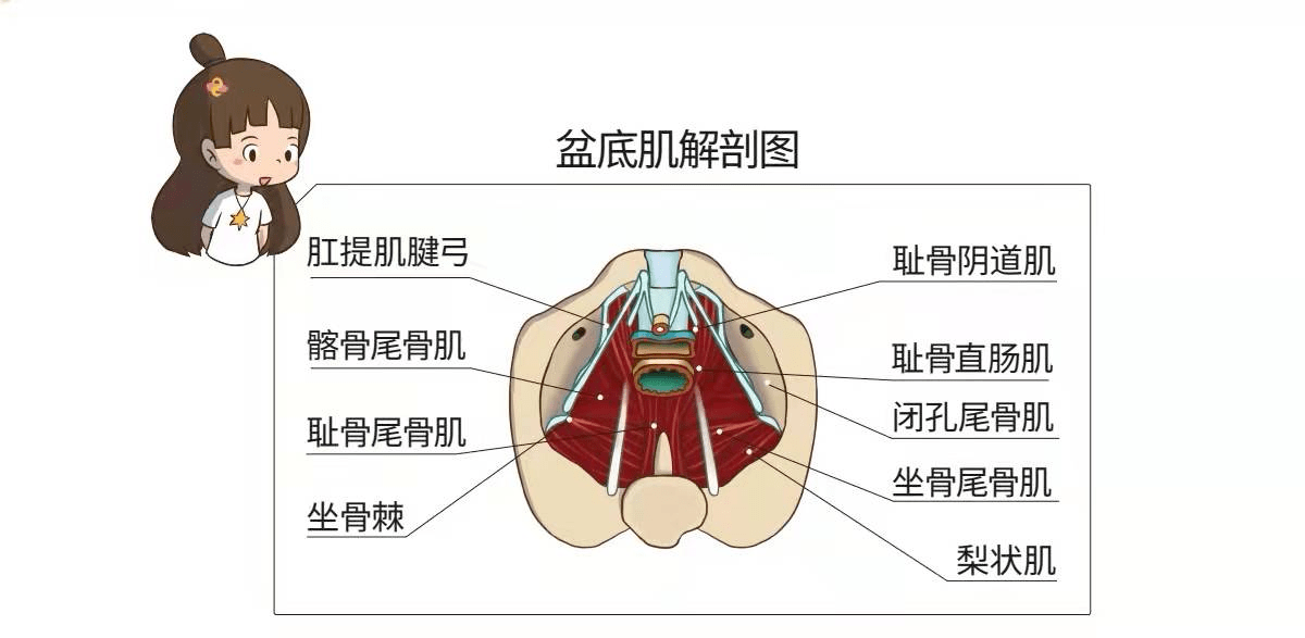 盆底浅层肌肉图片