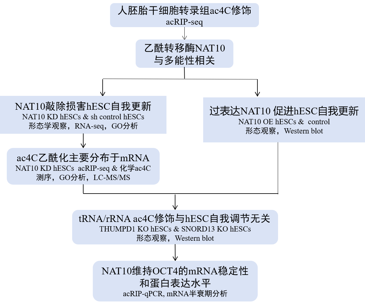 acids research論文題目:nat10-mediated n4-acetylcytidine mrna