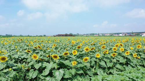 江南镇长江村:30亩向日葵惊艳绽放_种植_花海_游客