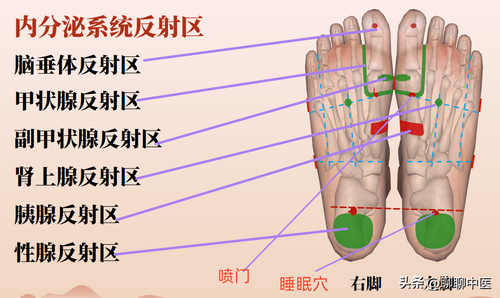 足底甲状旁腺反射区图图片