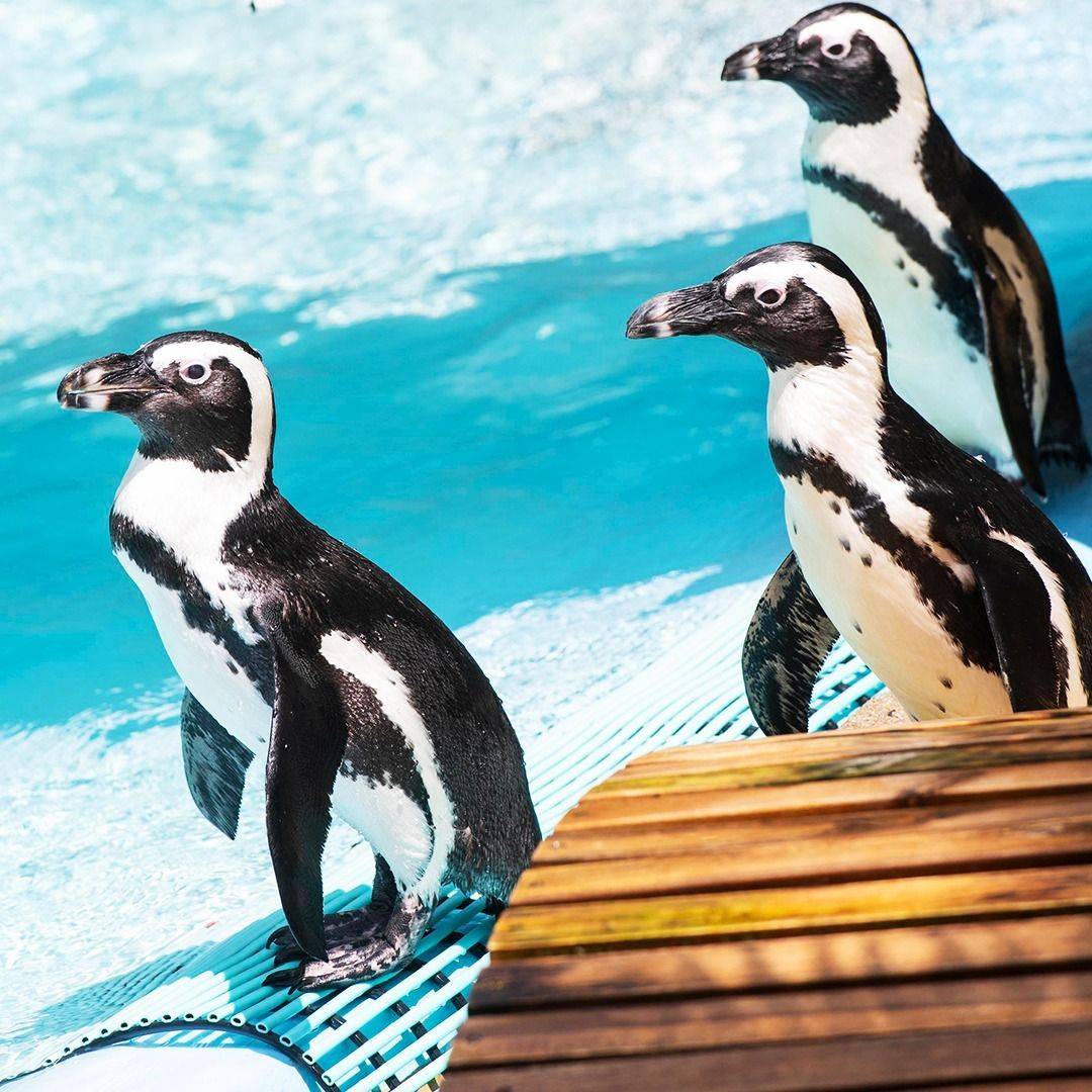 爱宝乐园诞生熊猫顶流双胞胎，快速get韩国最大主题乐园精彩体验_搜狐网