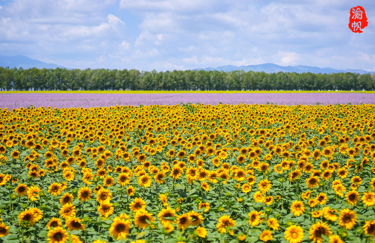 让我们意外的是,我们在前往天马浴河的途中,却看到了无边无际的花海