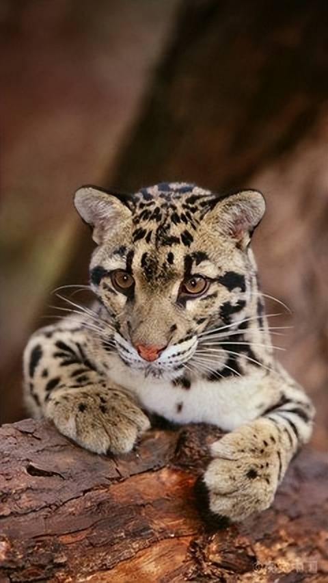 黄山出现珍稀云豹?体型硕大,山间自如跳跃,对游客会有威胁吗?