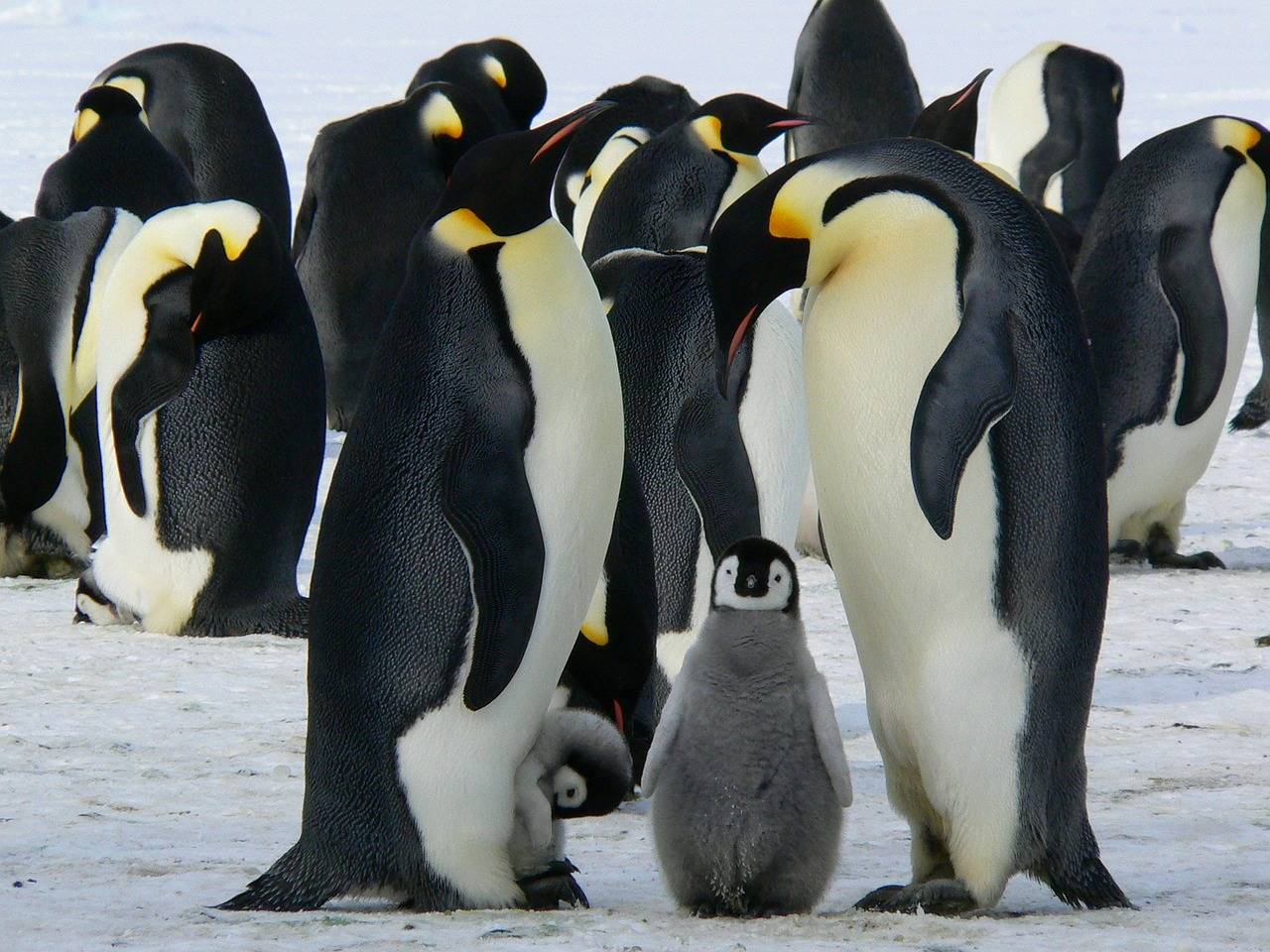 所以,我们还是不要把企鹅带到北极,让它们在南极安心地生活吧