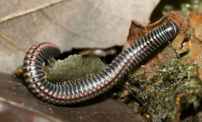 千足虫(马陆)有毒吗?要是被它蛰了怎么办?_植物_成年_身体