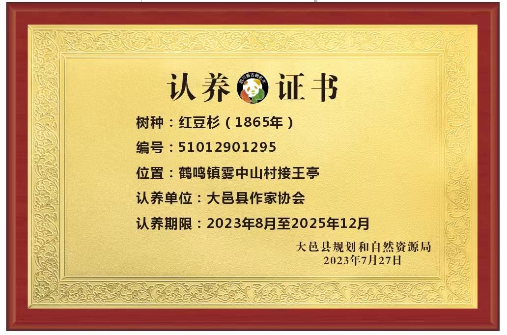 四川省大邑县开展首次古树名木现场认养活动_古树中_红豆杉_中国