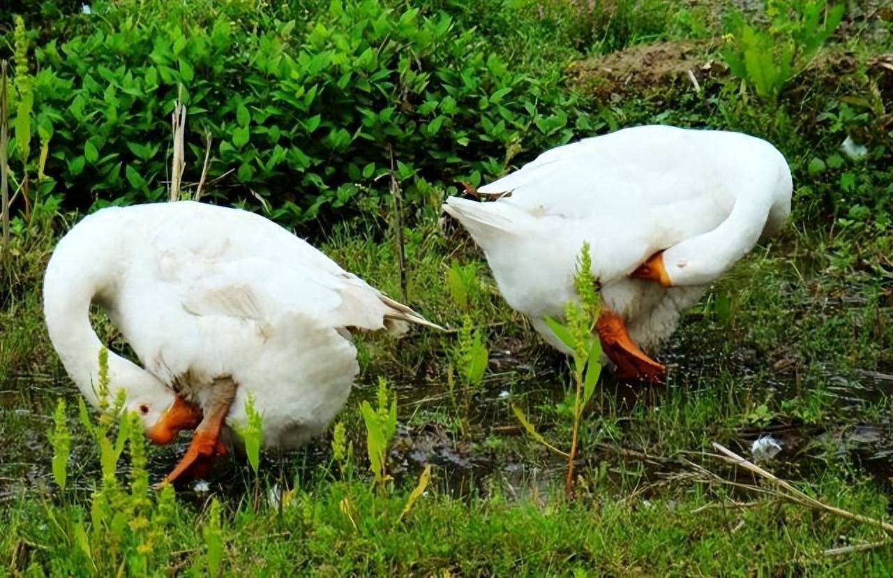 鹅粪有这么厉害?竟然能让蛇感到害怕?_气味_作用_威慑