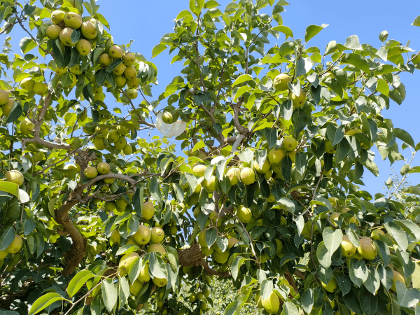 库尔勒市和什力克乡:香梨挂满枝头 果农喜获丰收_管理_果园_流转