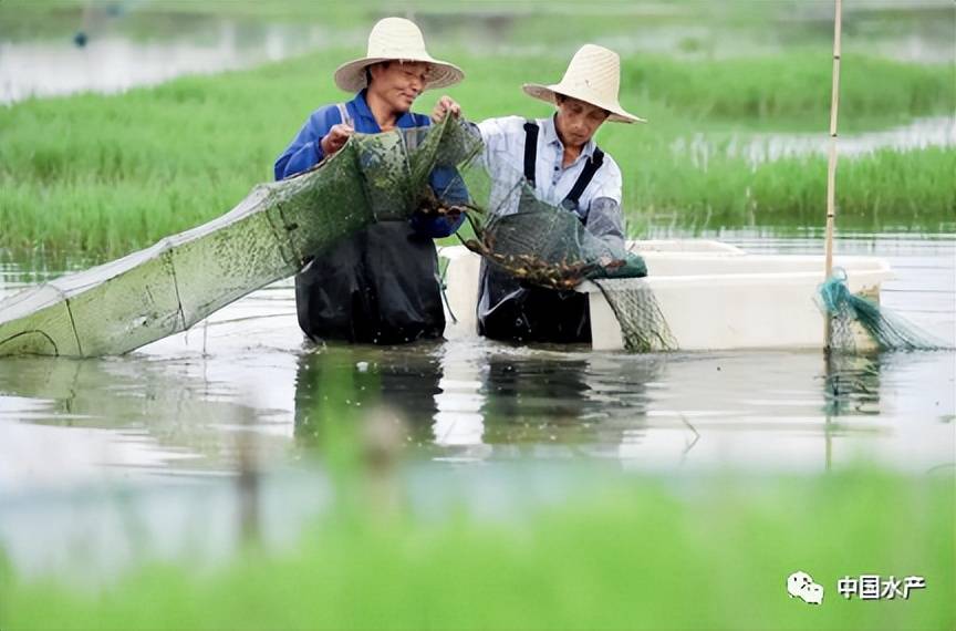 探索促进潜江小龙虾产业可持续发展的虾稻共作种养新模式_养殖户_生产