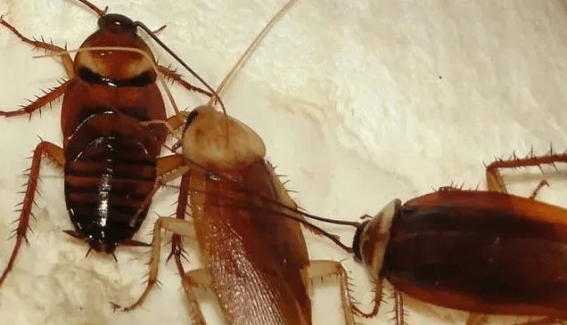 为什么蟑螂碰到洗发水会当场死亡?_表面_昆虫_杀虫剂