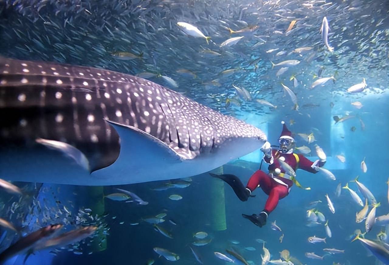 水族馆养鲸鲨有多难?导致早逝的原因揭秘