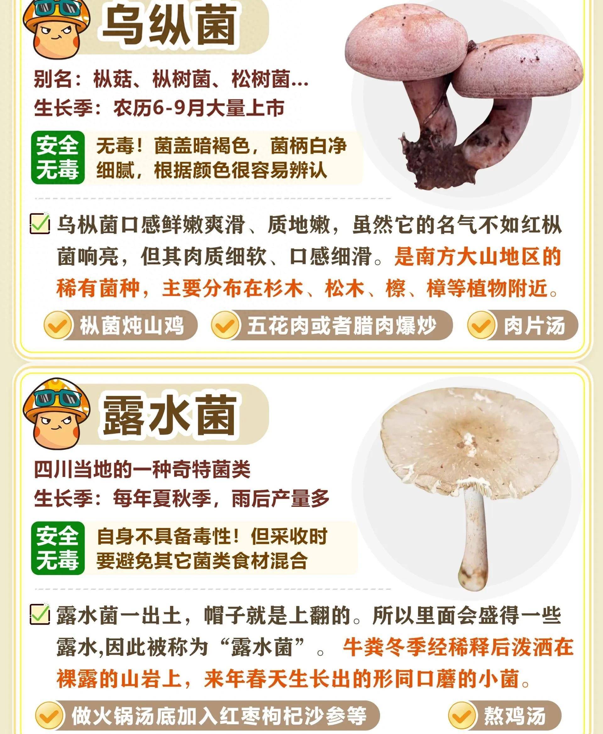 常见的菌类以及蘑菇