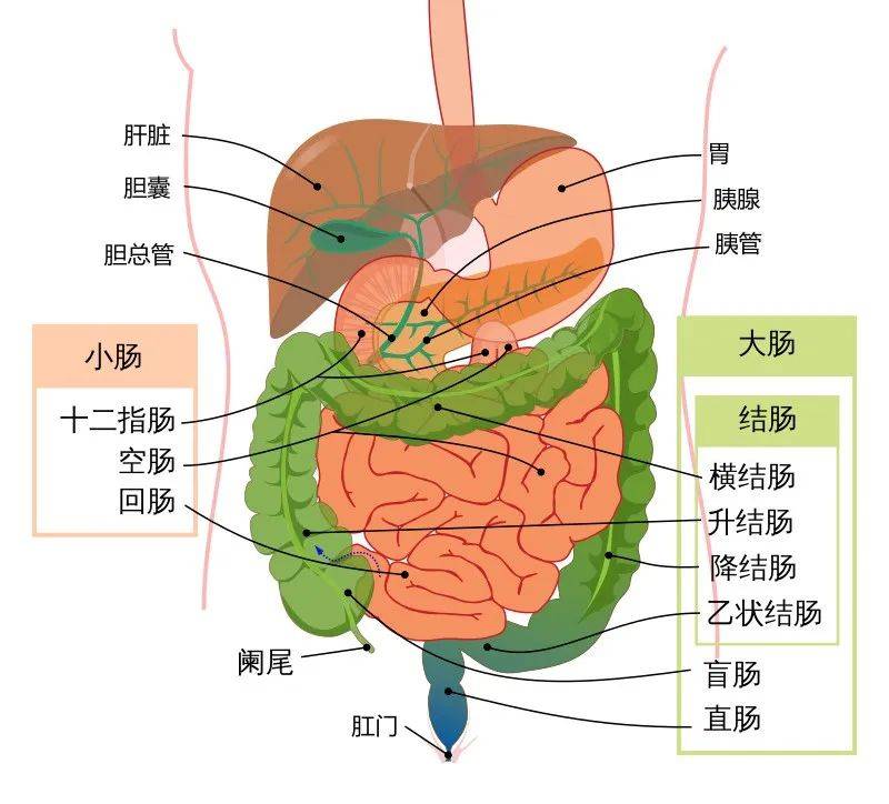 人体肠子分布图及说明图片