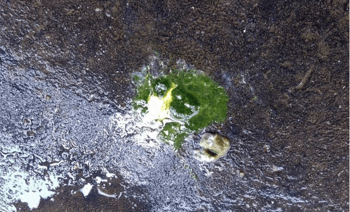 鸽子拉绿色稀粪怎么治?这篇文章为你解答!