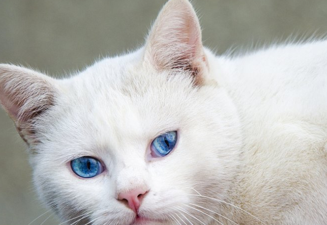 蓝色_白猫_缺陷