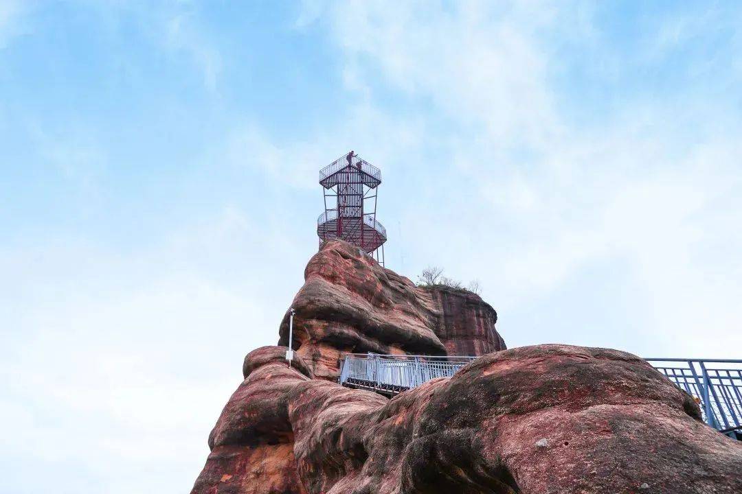 组图:清远马头山风景区桃金娘采摘季正当时 | 在一株植物上"淘金"