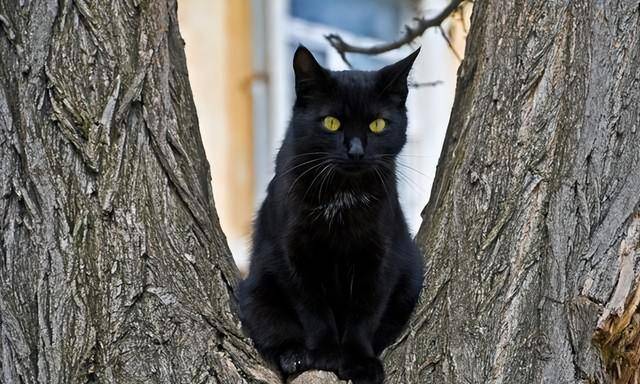 青海地区的"猫鬼神",到底是什么神,为何被不少家庭世代供奉_东西_民间