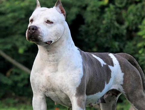 毕竟是比斗的始祖,对格斗并