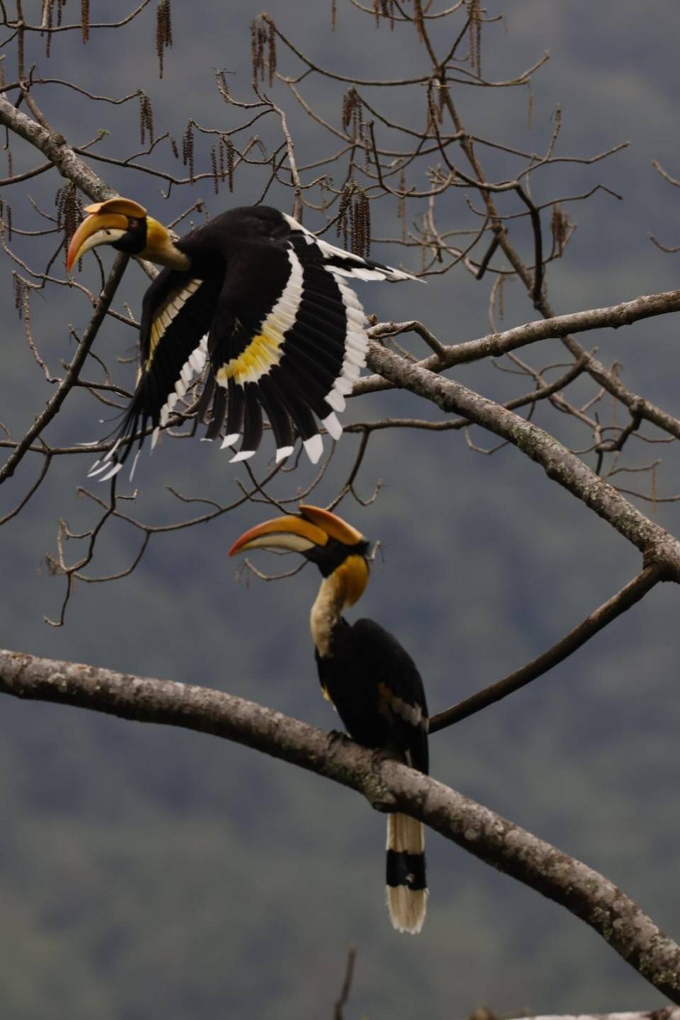 云南野生动物旗舰物种 ——双角犀鸟 |《美丽云南》(第三季)_鸟类