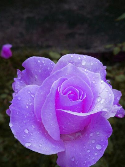 双子_感情_宽恕