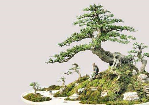 附石盆景如何制作 附石盆景的制作方法_石头_进行_素材