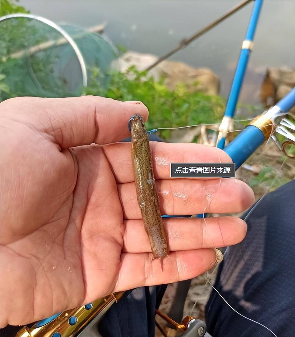 用"泥鳅钓鱼"为何犯法?它的危害有多大?真能钓空一个水库?