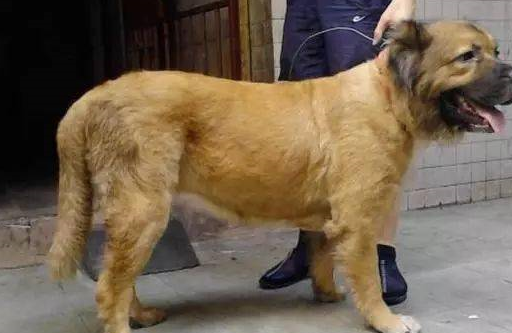 5,兰波格犬苏俄猎狼犬是一种有绅士感,安静,可爱的伴侣犬.