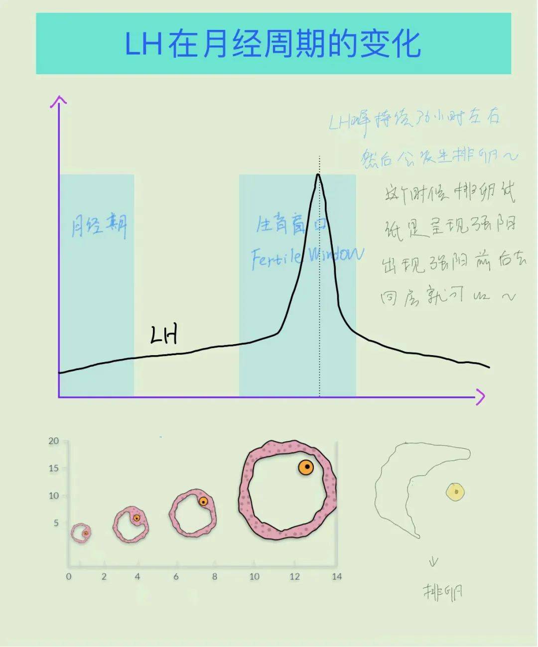 排卵曲线图片