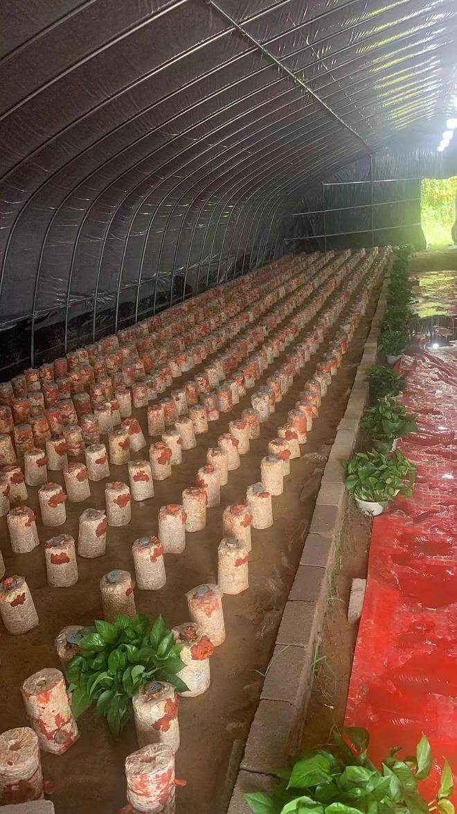 湖北兴茂农业发展有限公司告诉你红栓菌的用处_危害_树木_橙红色