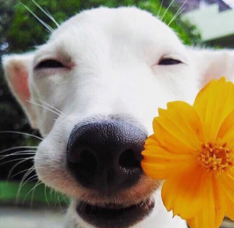 网友:告辞!_狗狗_巴吉_外表