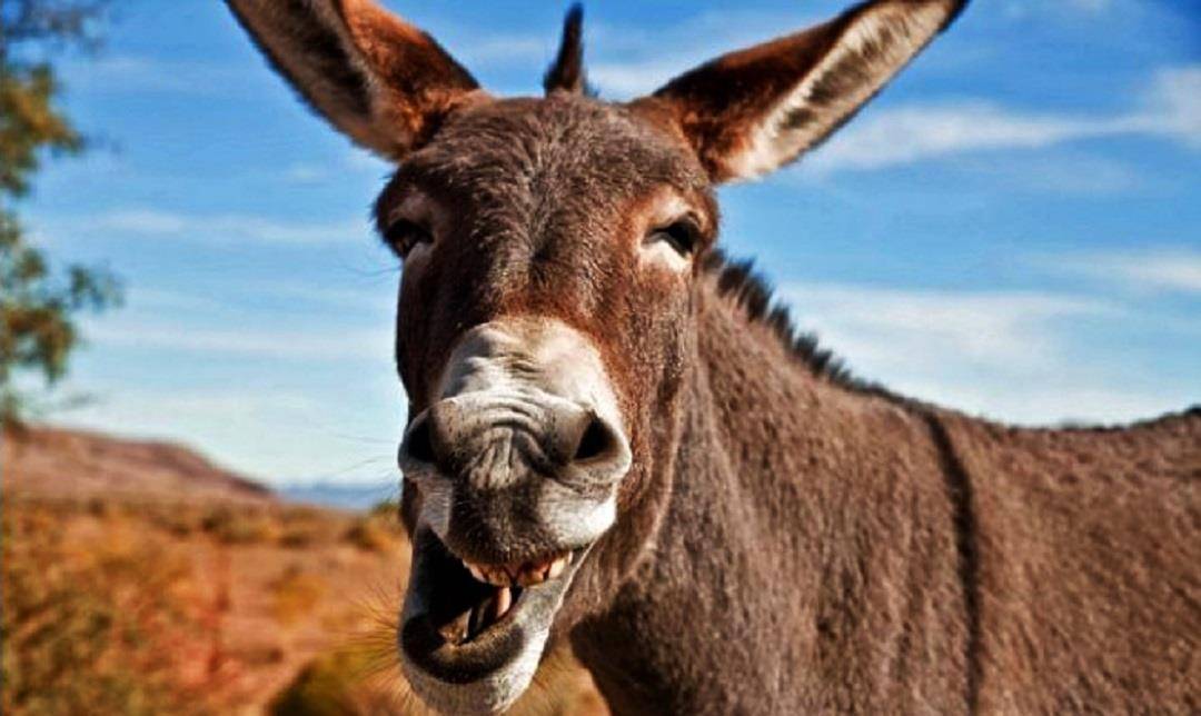 驴子_马匹_人们