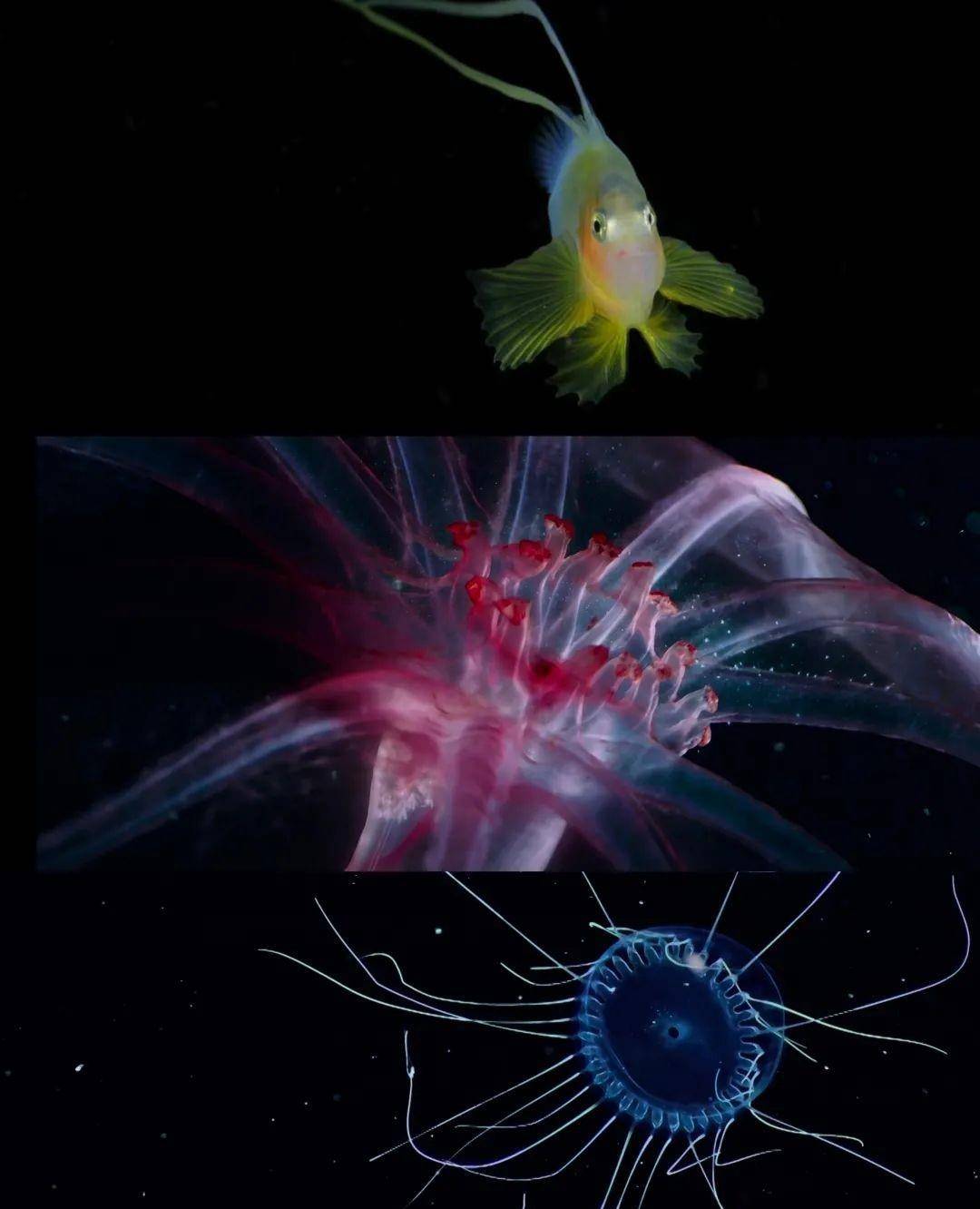 bbc曾向深海推出惊心动魄的《蓝色星球》系列纪录片,未知而神秘的深渊