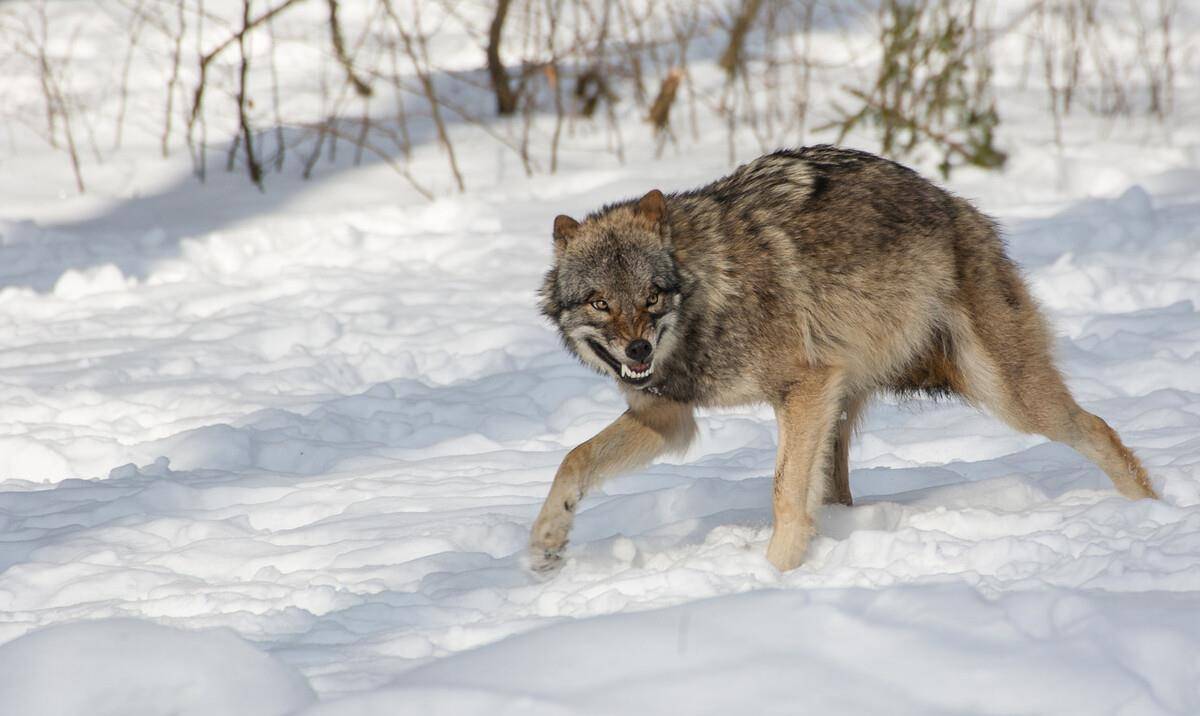 狼""煎饼狼""拉磨狼""碾子狼"四个绰号,还荣获了队长命名的总号"狼精"
