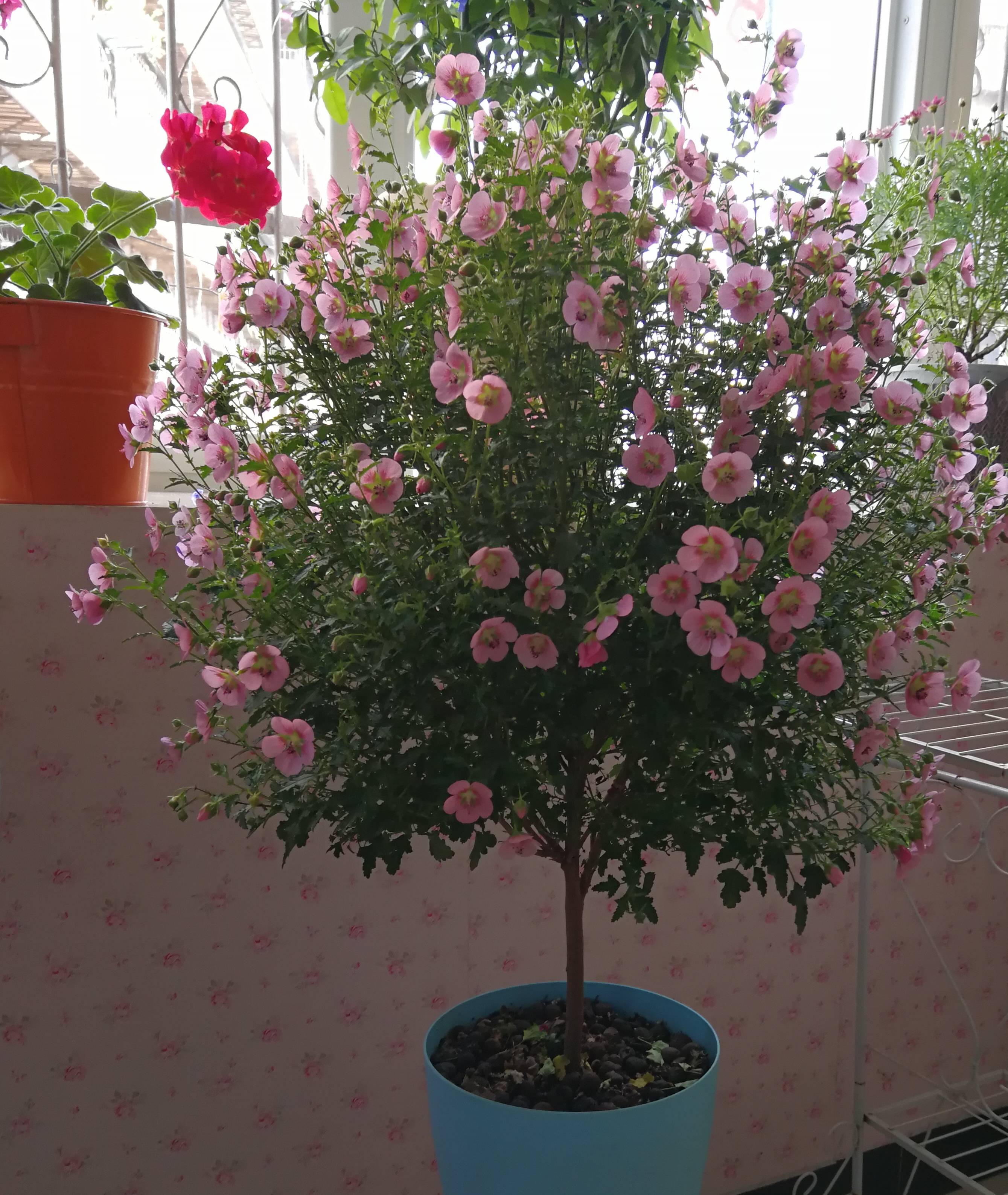 迷你木槿是木本植物,生长速度快,分枝多,耐修剪,一般可修剪成两种形状