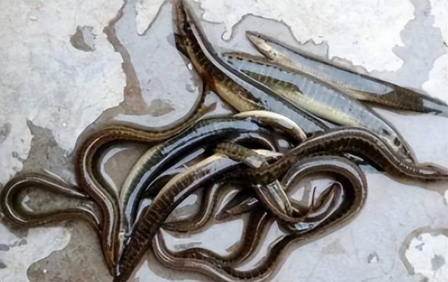 过去常用来喂鸭的"刀鳅",如今1斤70元难买到,为何如此昂贵?