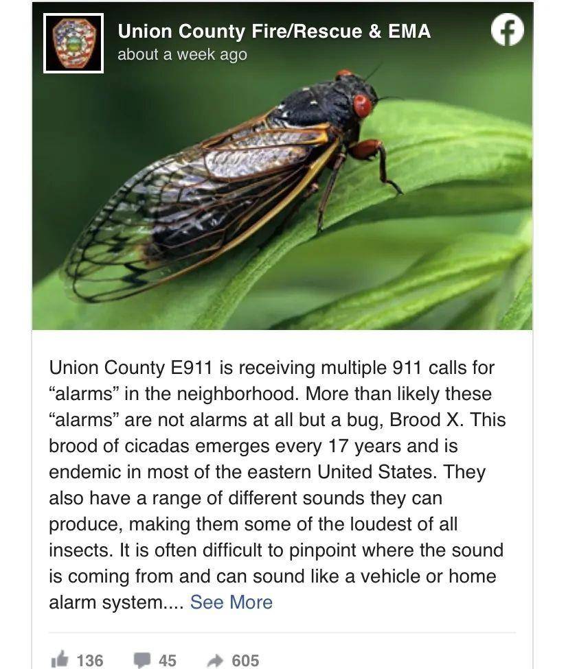 美国人吃蝉花样百出_时候_时间_周期