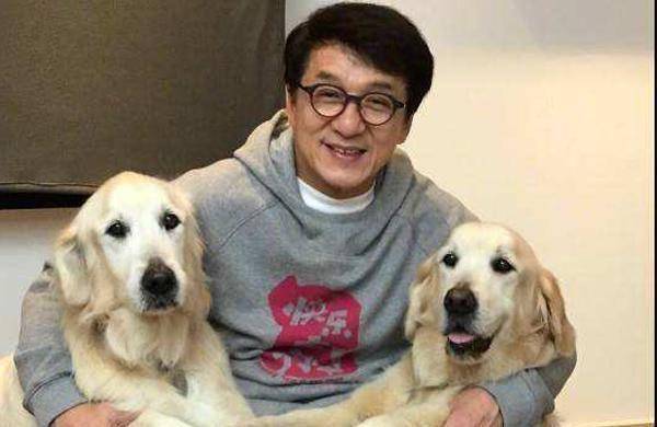 霍思燕家的猫咪高达20万,但有他家的狗值钱吗?_成龙_金毛_大哥