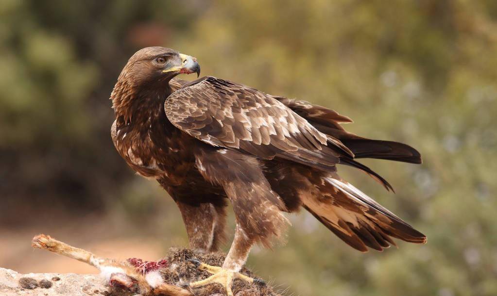 2012年东北出现一巨雕,无视他人只攻击一人,查出真相后其被判刑_杨海