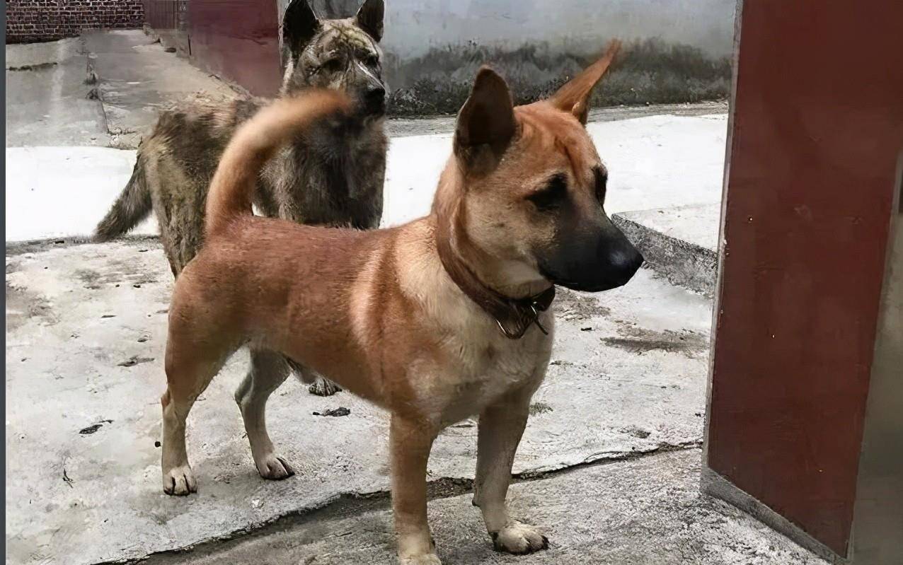 日军狼犬嗜血残暴,根据地"土狗"反杀,昌化犬咬喉一击毙命_军犬_战场