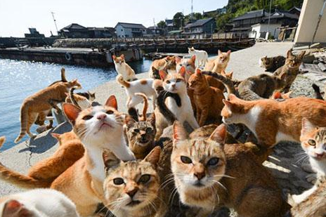 “猫岛”住9人养210只猫，岛民申请对猫咪集体绝育 