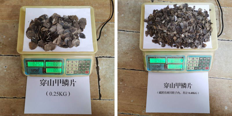 女子携带穿山甲鳞片入境 保山民警慧眼识破谎言_走私案件_保护_腾冲