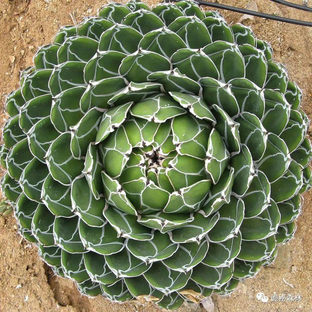 龙舌兰中的气质女王——笹之雪(agave victoriae-reginae)_叶片_植物