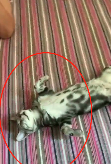 进门看到猫咪奇葩姿势，这是累瘫了吗？猫：不，人家在修行！