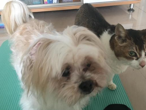 猫咪活了23年，妈妈起初不愿给它花钱，最后却在猫咪身边泣不成声