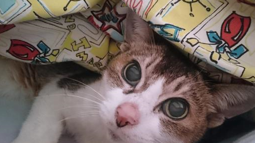 猫咪活了23年，妈妈起初不愿给它花钱，最后却在猫咪身边泣不成声