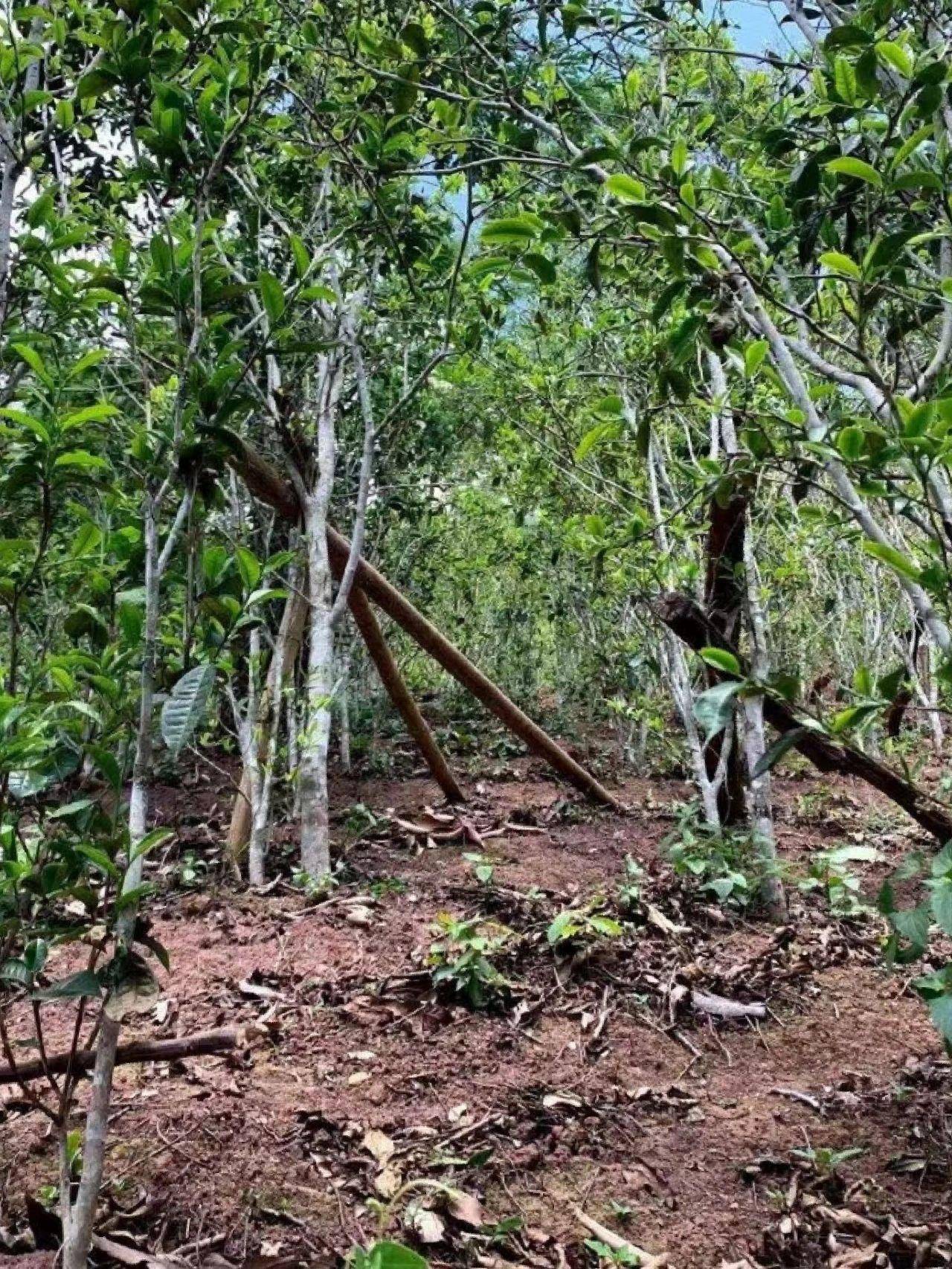曼松,最让人惋惜的茶!昔日皇家贡茶,如今凤毛麟角_茶树_普洱茶_故事
