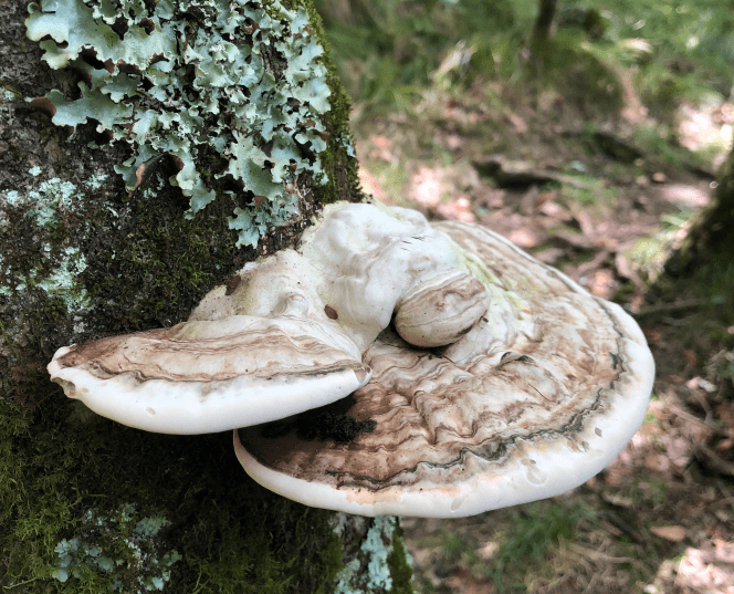 chp成分说,终结大油头的天然宝藏